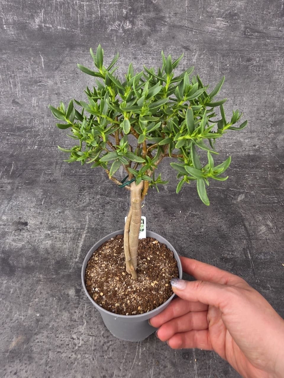 Crassula Tetragona v. Connivens bonsai dužnaté listy