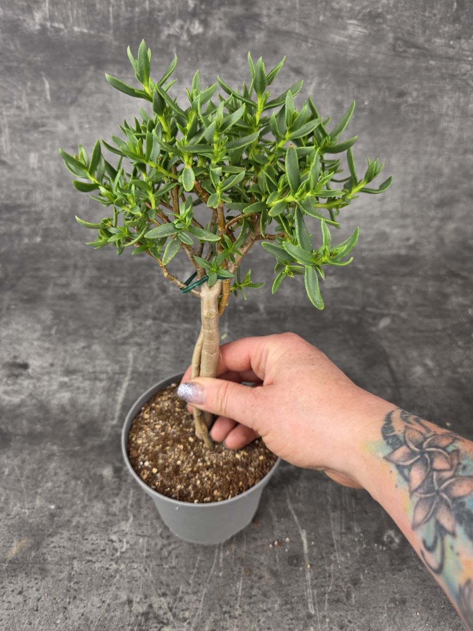 Crassula Tetragona v. Connivens bonsai dužnaté listy