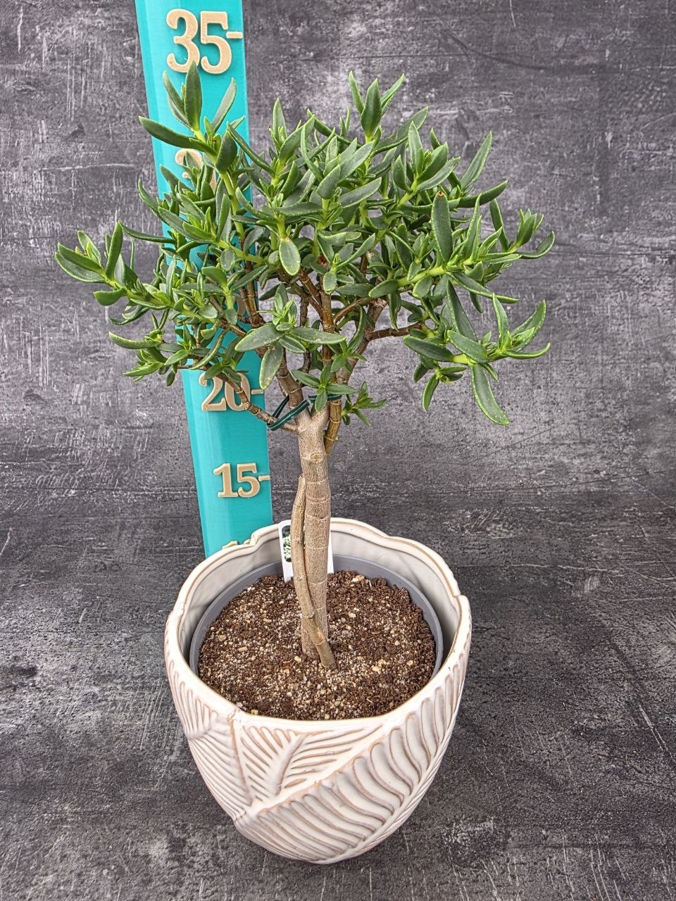 Crassula Tetragona v. Connivens bonsai dužnaté listy