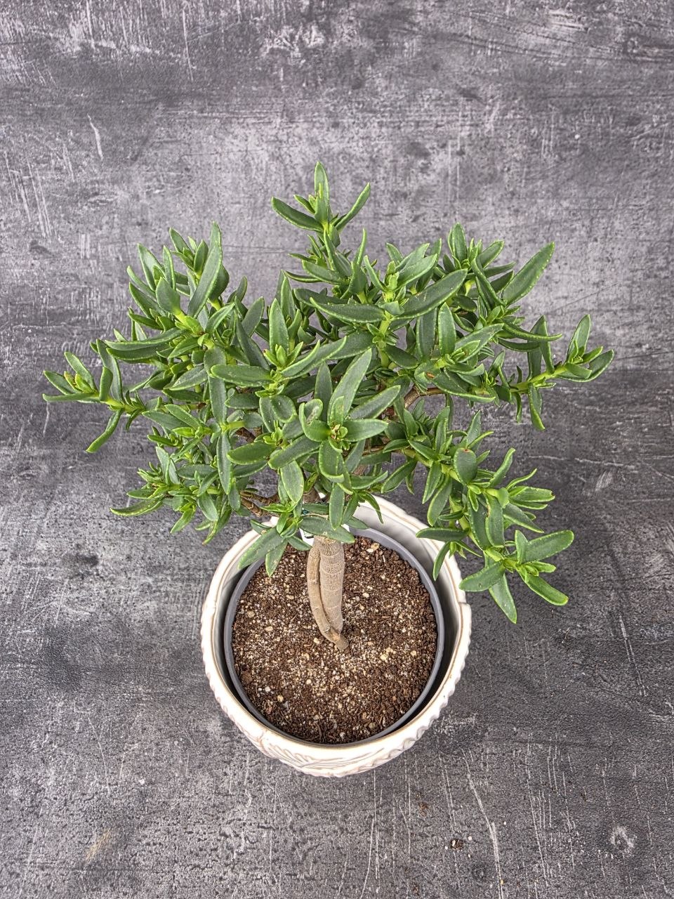 Crassula Tetragona v. Connivens bonsai dužnaté listy