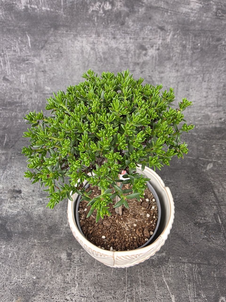 Crassula Tetragona v. Connivens bonsai jemné listy