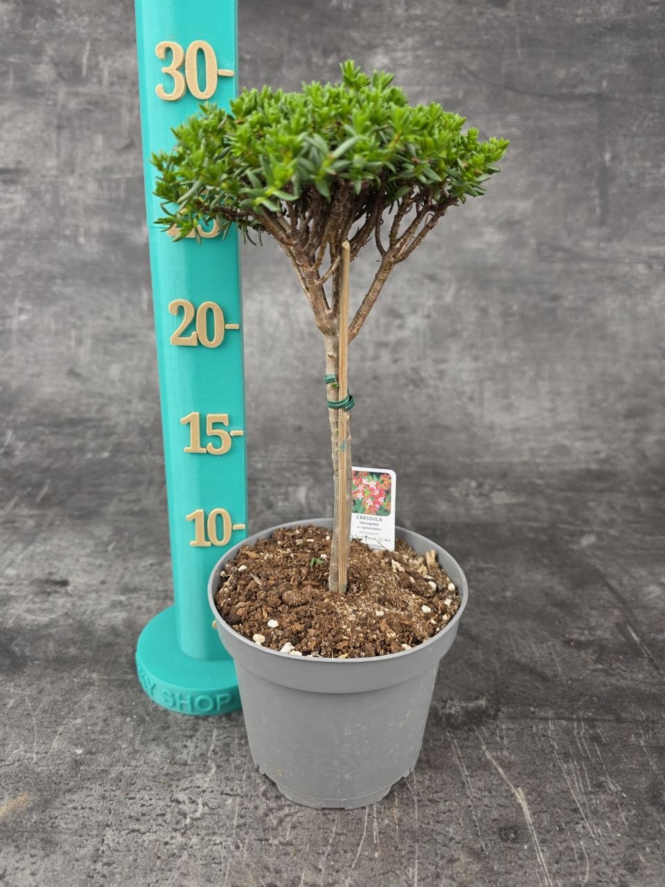 Crassula Tetragona v. Connivens bonsai jemné listy