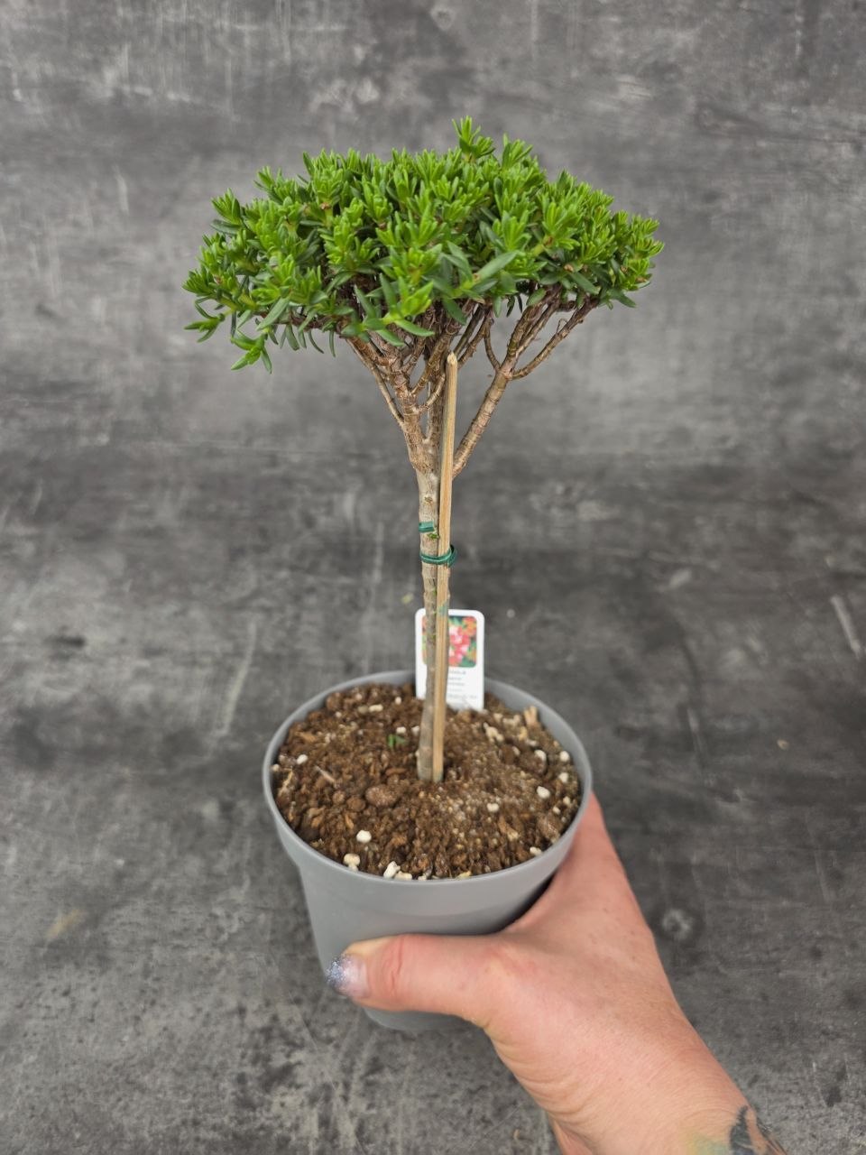 Crassula Tetragona v. Connivens bonsai jemné listy