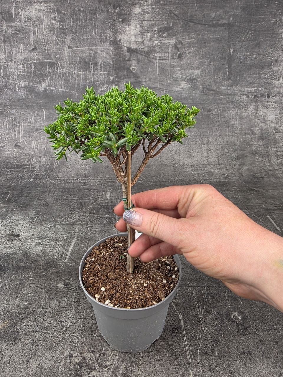 Crassula Tetragona v. Connivens bonsai jemné listy