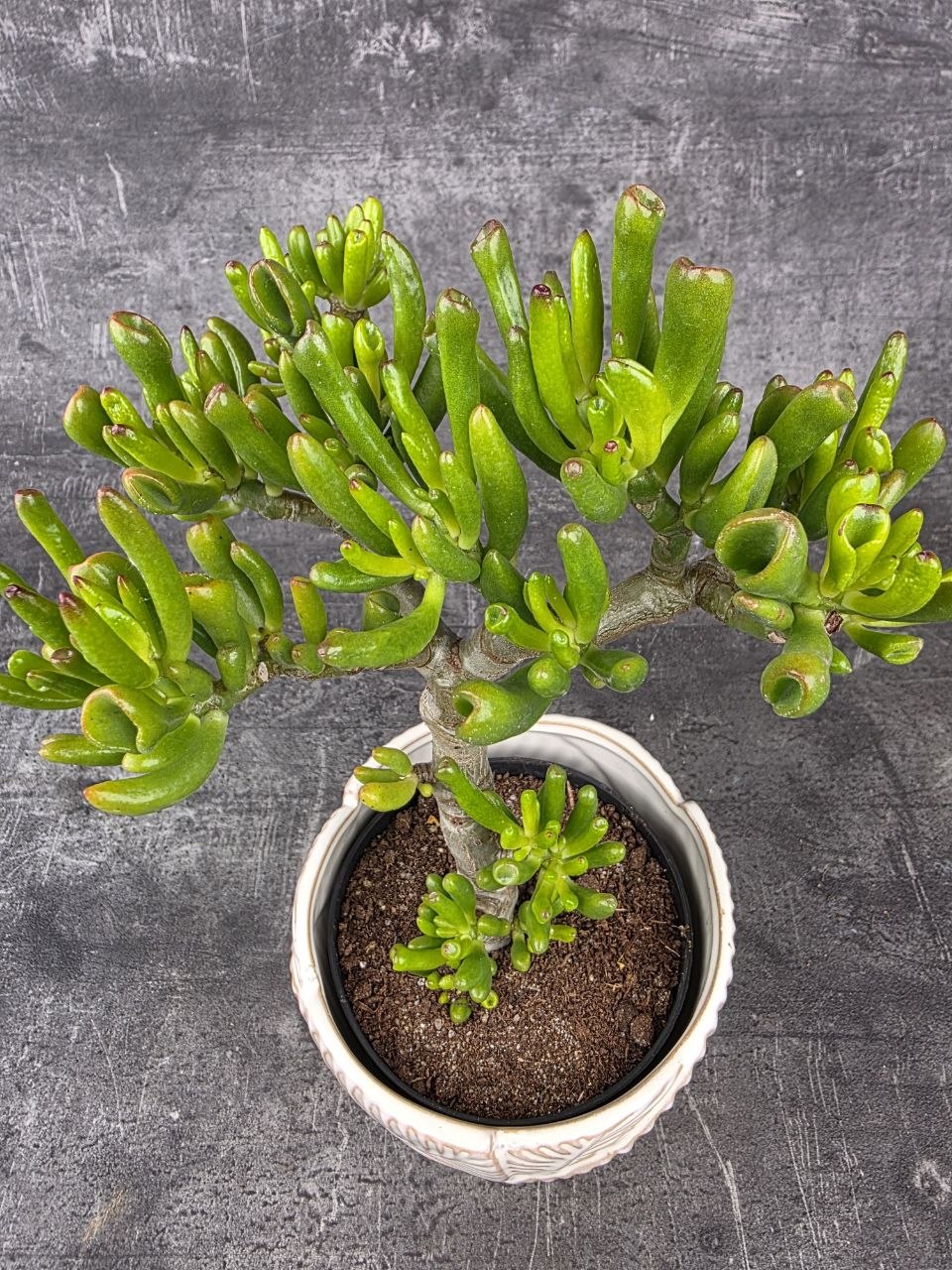 Crassula Tetragona v. Connivens bonsai hobbit variegatta