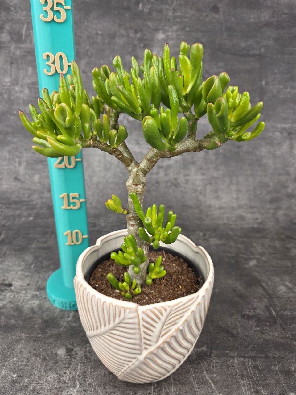 Crassula Tetragona v. Connivens bonsai hobbit variegatta