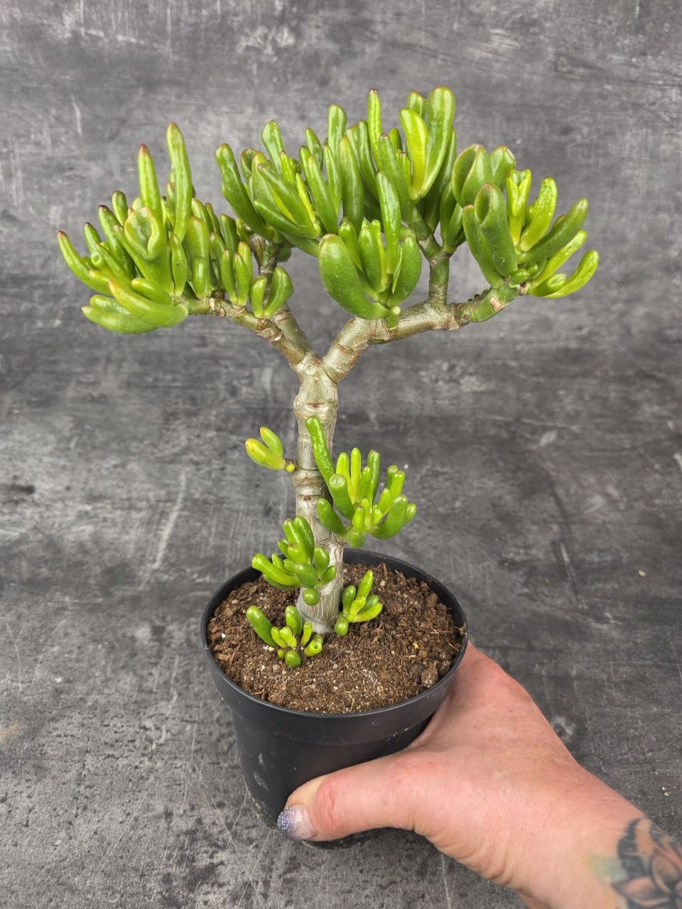 Crassula Tetragona v. Connivens bonsai hobbit variegatta