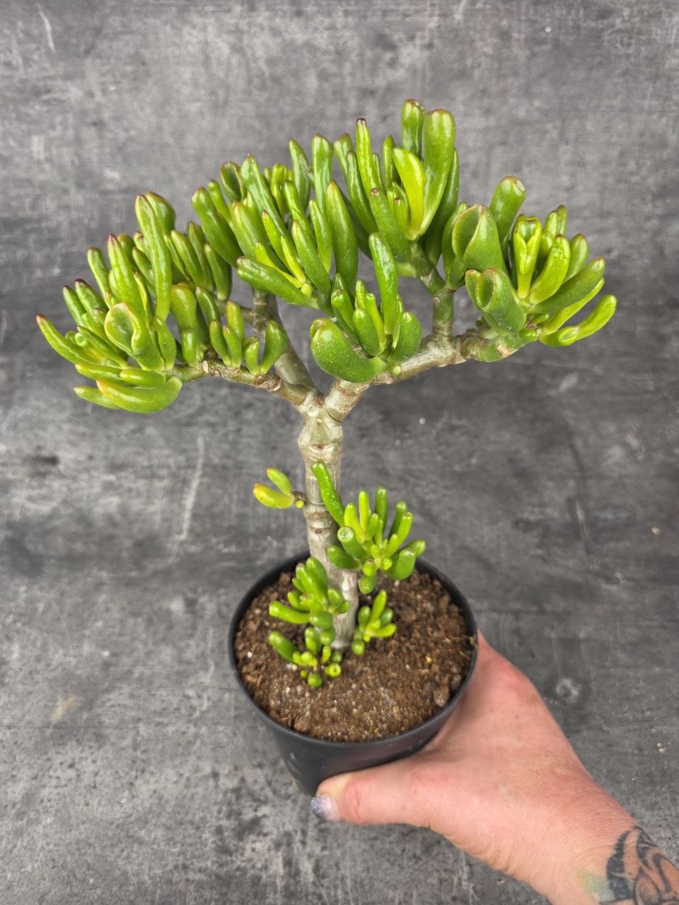 Crassula Tetragona v. Connivens bonsai hobbit variegatta