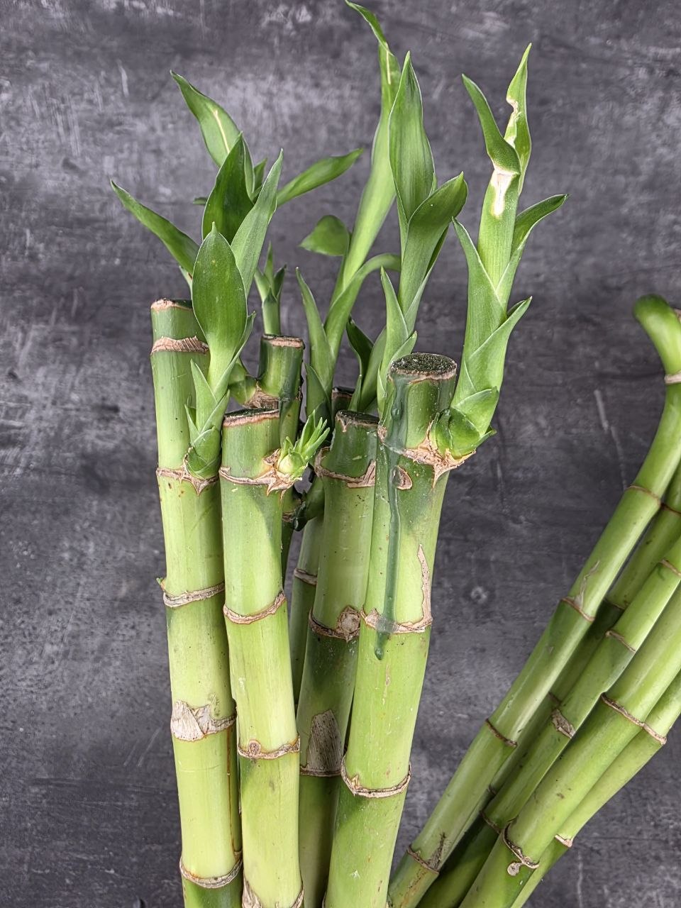 Bambus LUCKY BAMBOO 35 cm zatočený