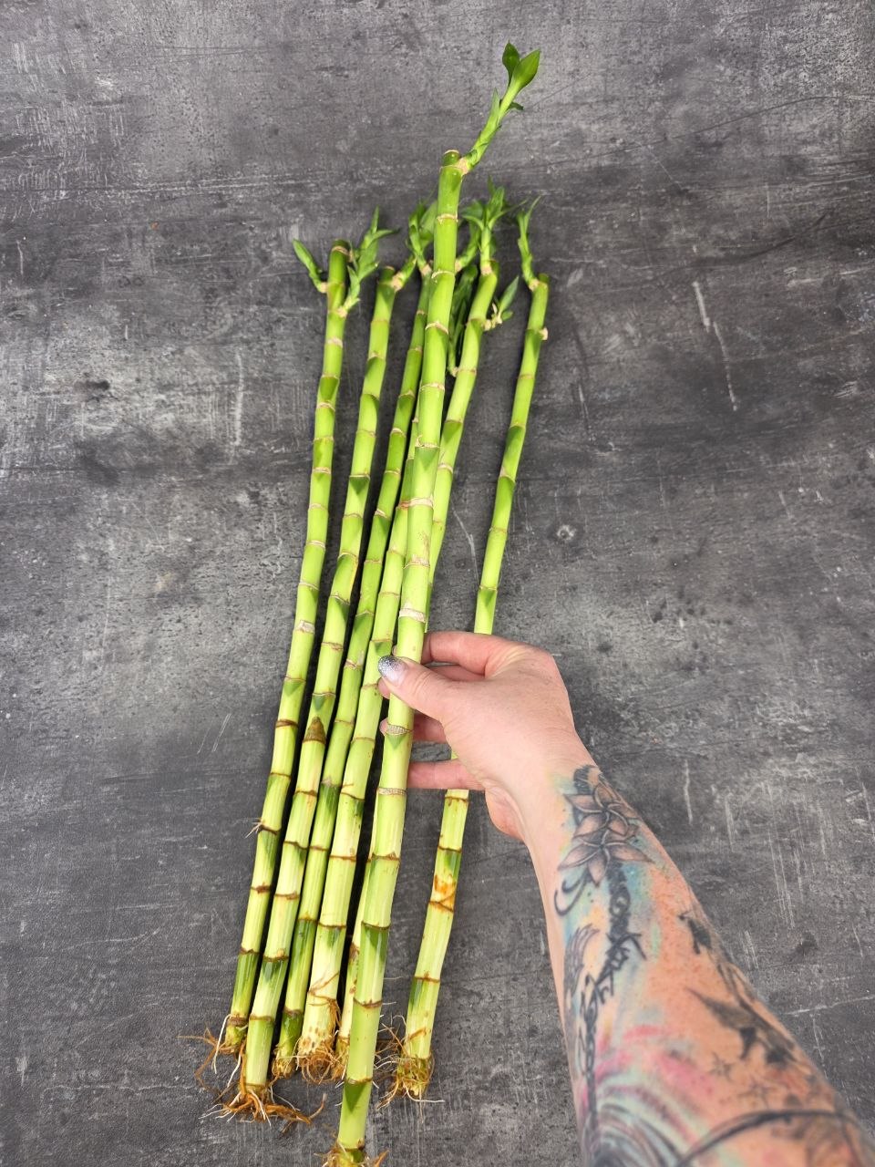 Bambus LUCKY BAMBOO 35 cm zatočený