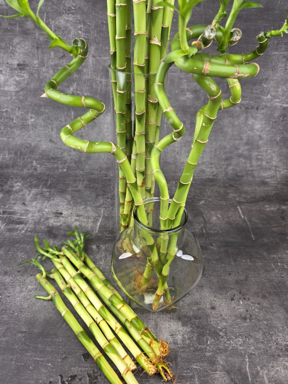 Bambus LUCKY BAMBOO 35 cm zatočený