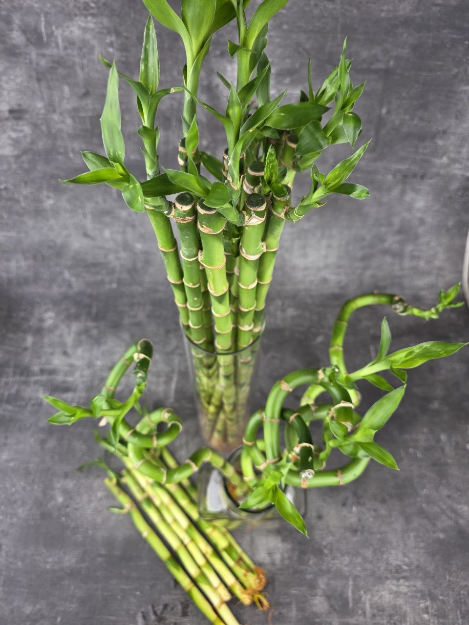 Bambus LUCKY BAMBOO 35 cm zatočený