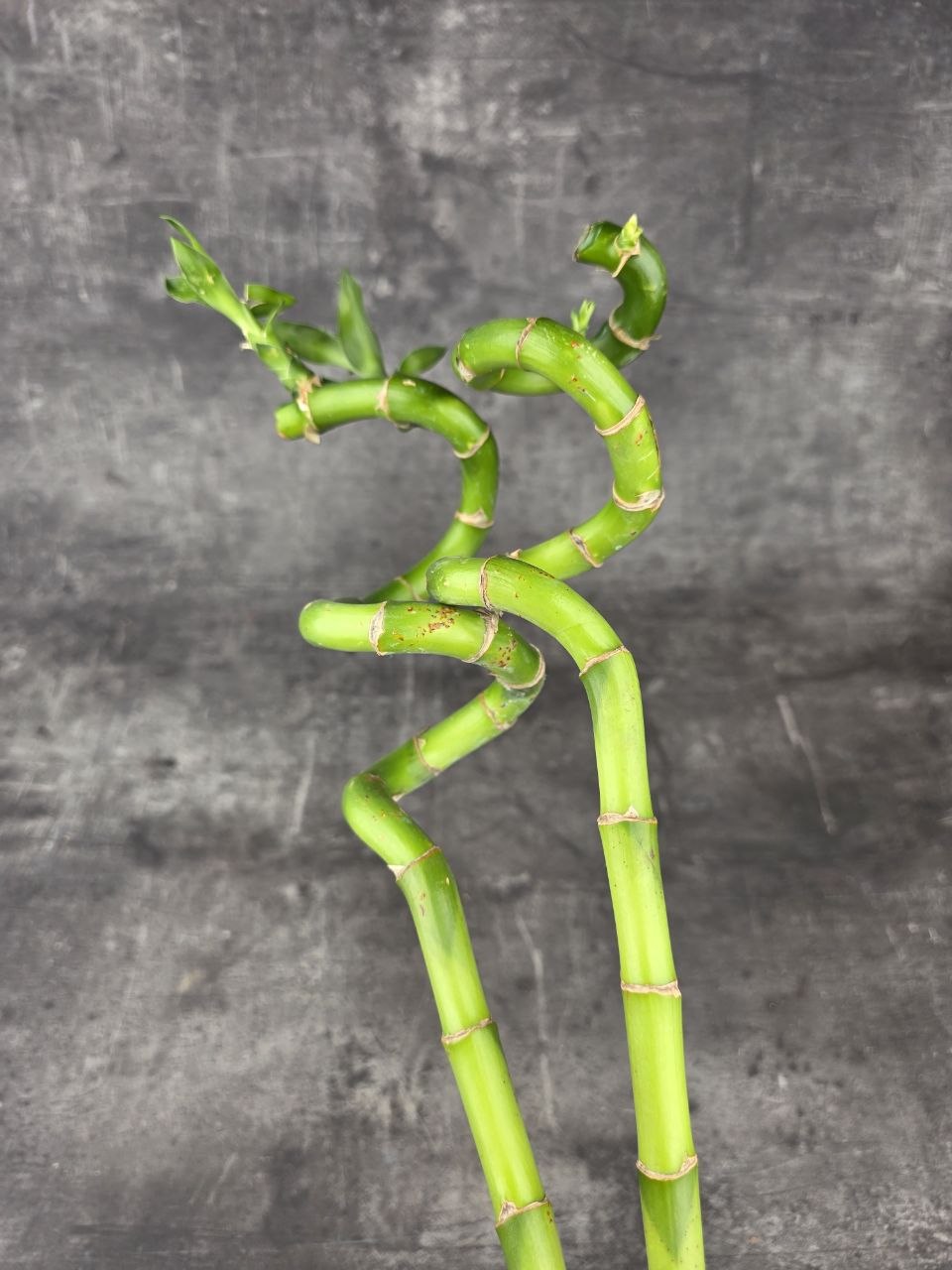 Bambus LUCKY BAMBOO 35 cm zatočený