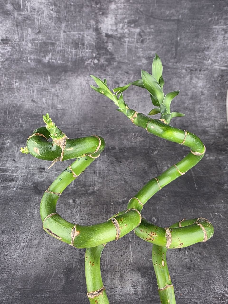 Bambus LUCKY BAMBOO 35 cm zatočený