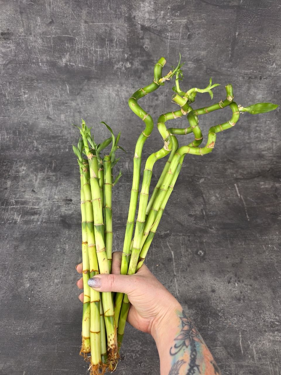 Bambus LUCKY BAMBOO 35 cm zatočený
