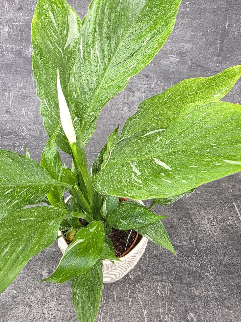 Spathiphyllum Diamond 12 cm