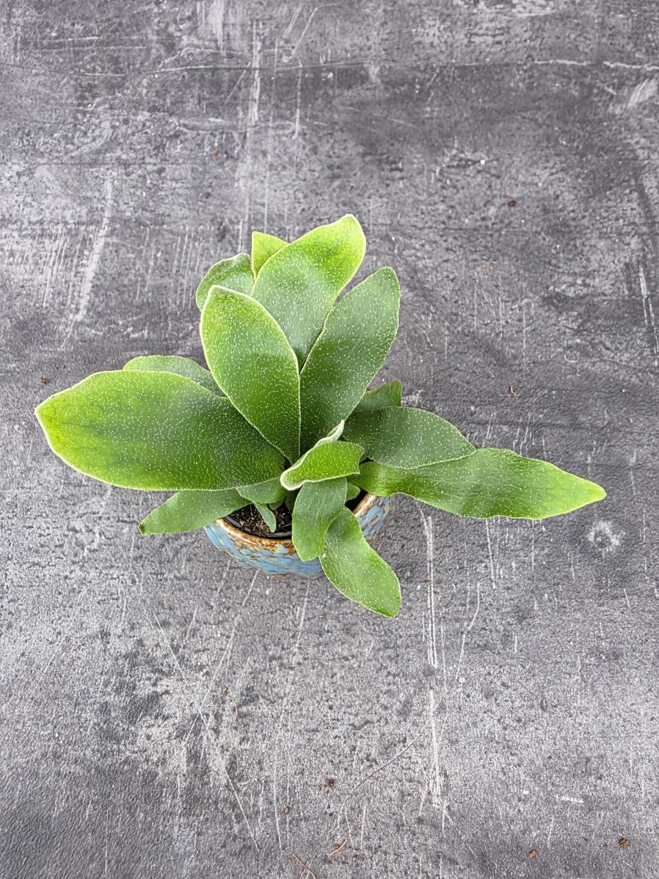 Platycerium Bifurcatum mini