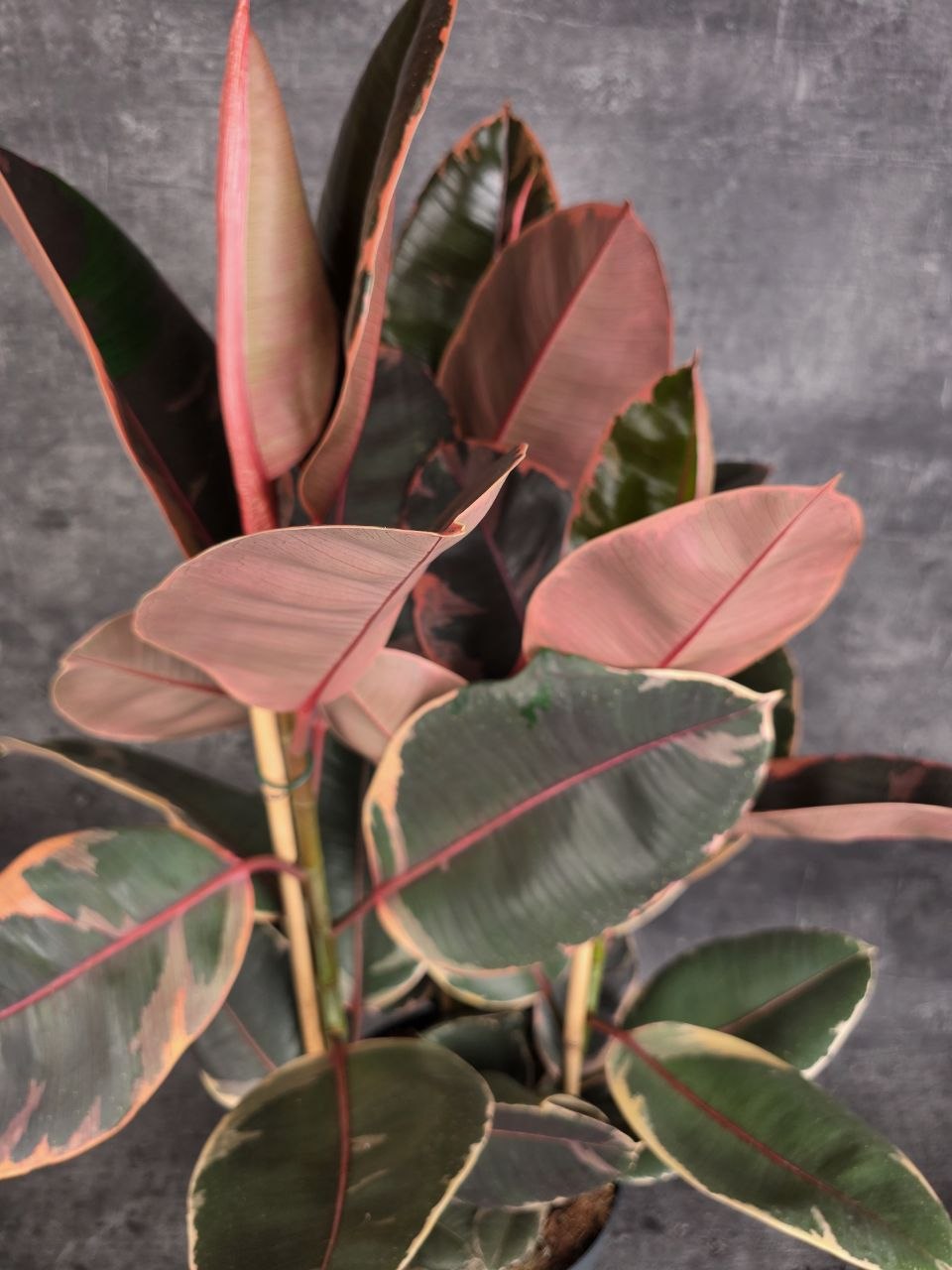Ficus belize XXL