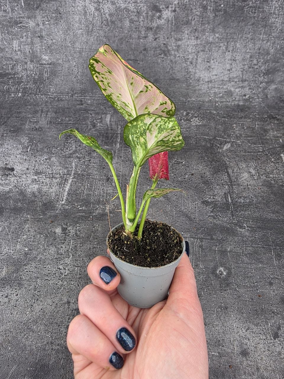 Aglaonema Lucky Red mini