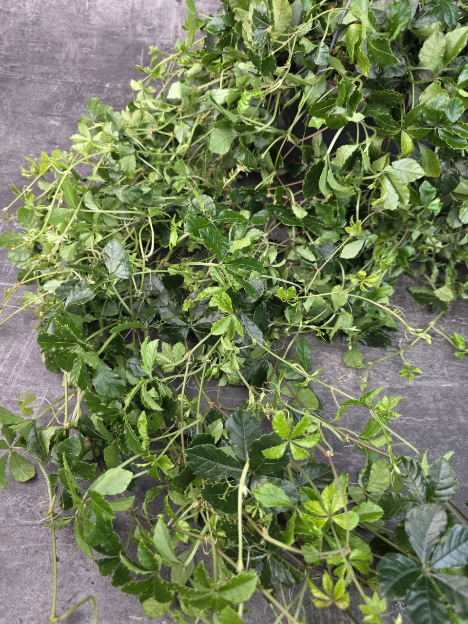 Cissus Striata závěs XL