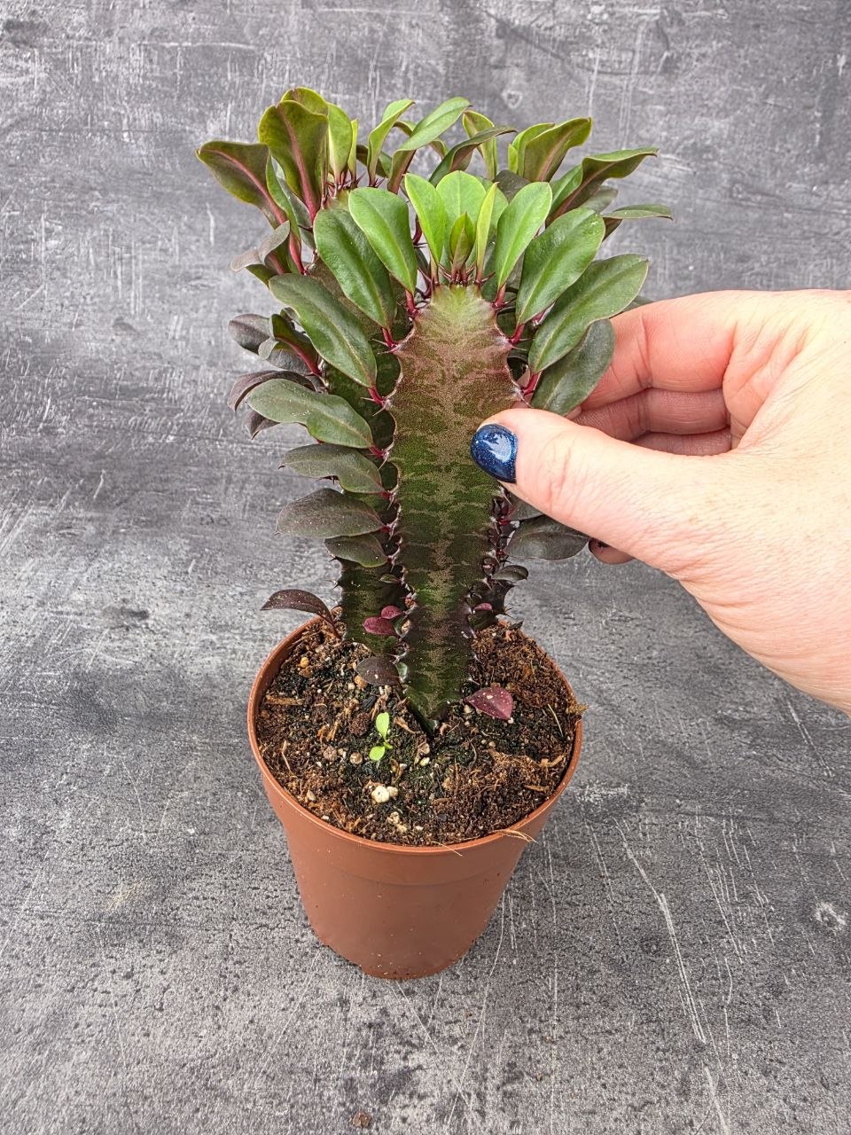 Euphorbia Trig Rubra