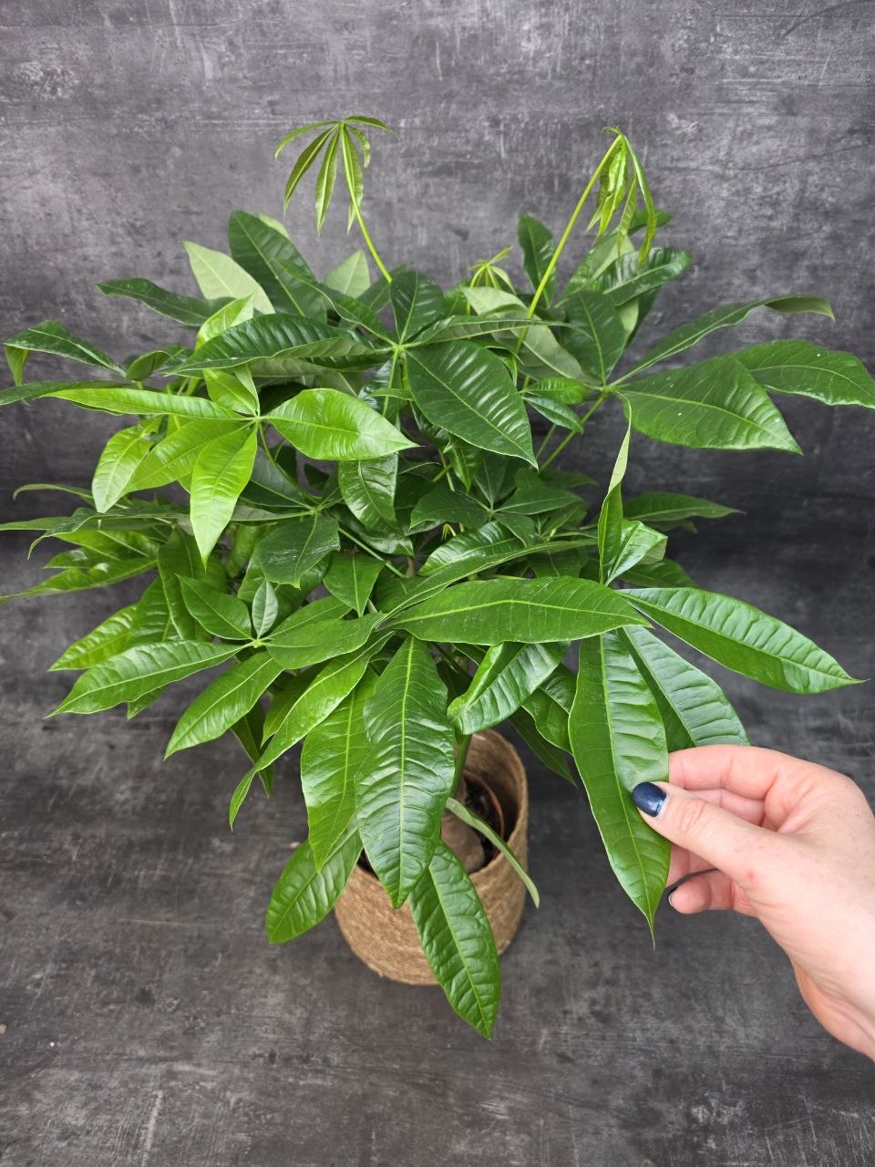 Pachira Aquatica, strom štěstí 19 cm