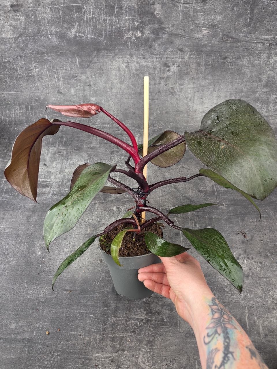 Philodendron New Red