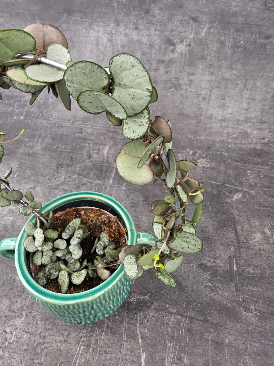 Ceropegia Woodii zelená na kruhu