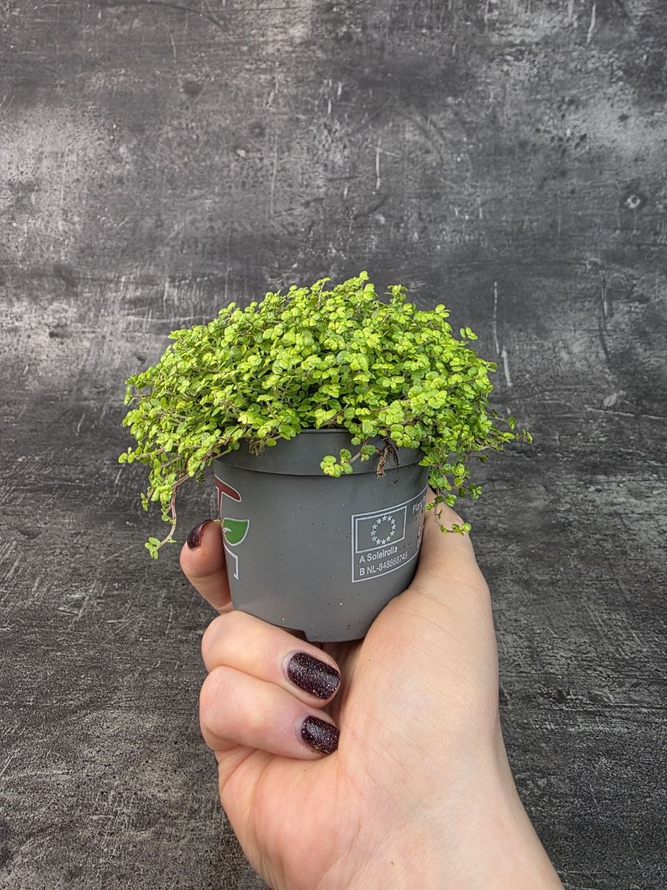 Soleirolia soleirolii světlá 11 cm