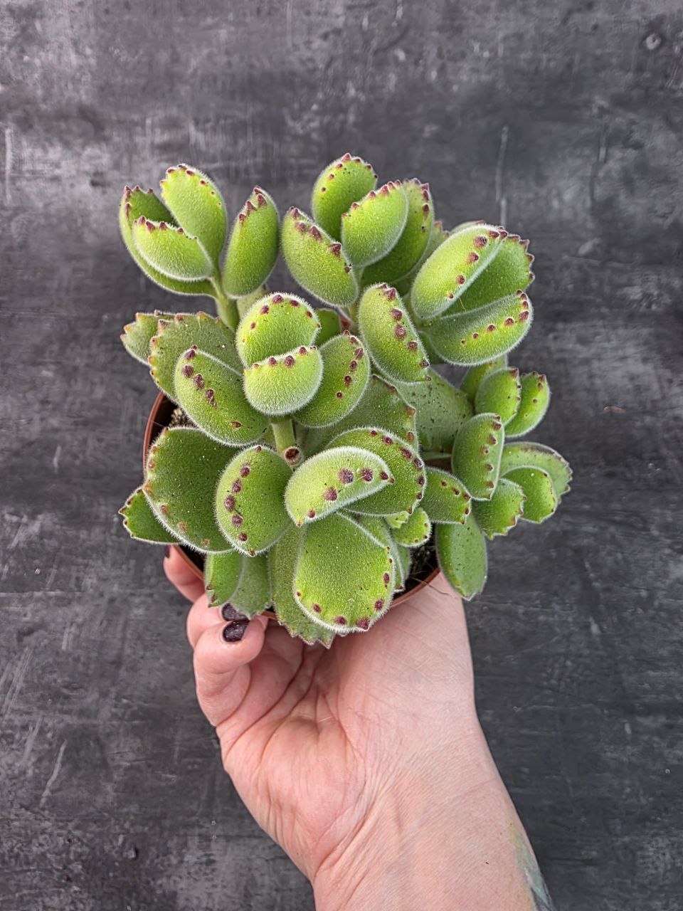 Cotyledon ladysmithiensis 10,5 cm