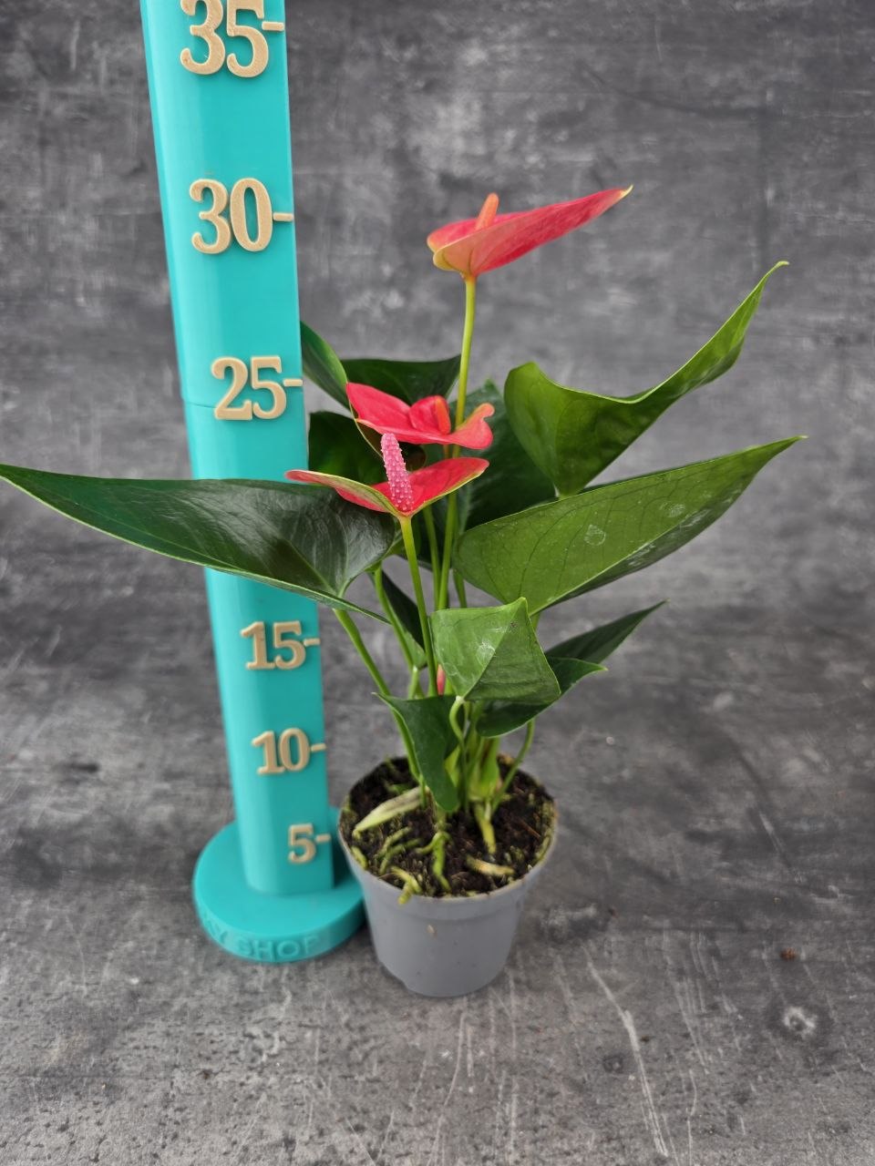 Anthurium sweet dream růžová