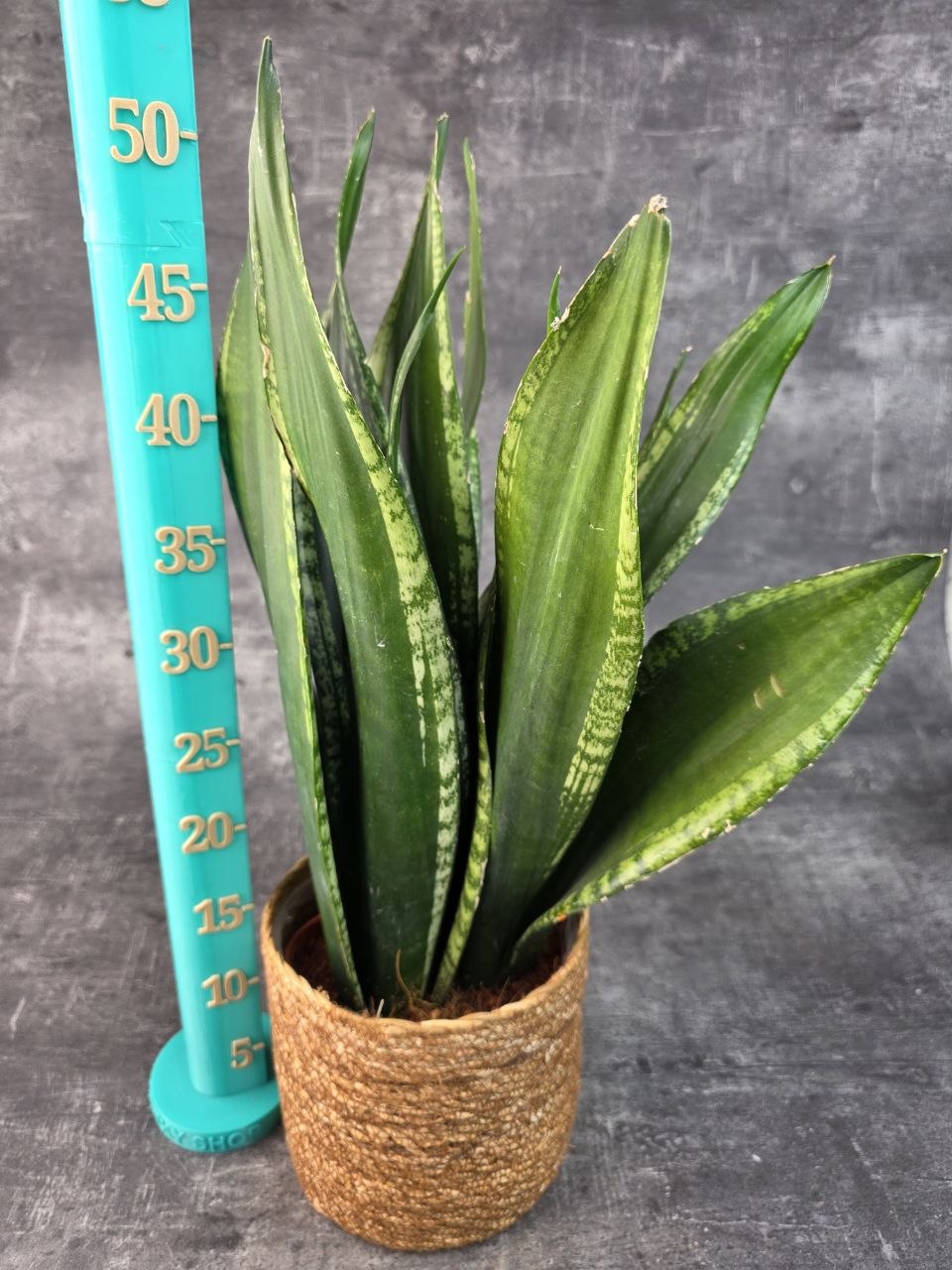 Sansevieria Zeylanica 17 cm