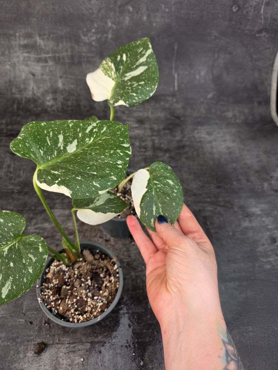 Pěstírna KYTKYshop Monstera Thai