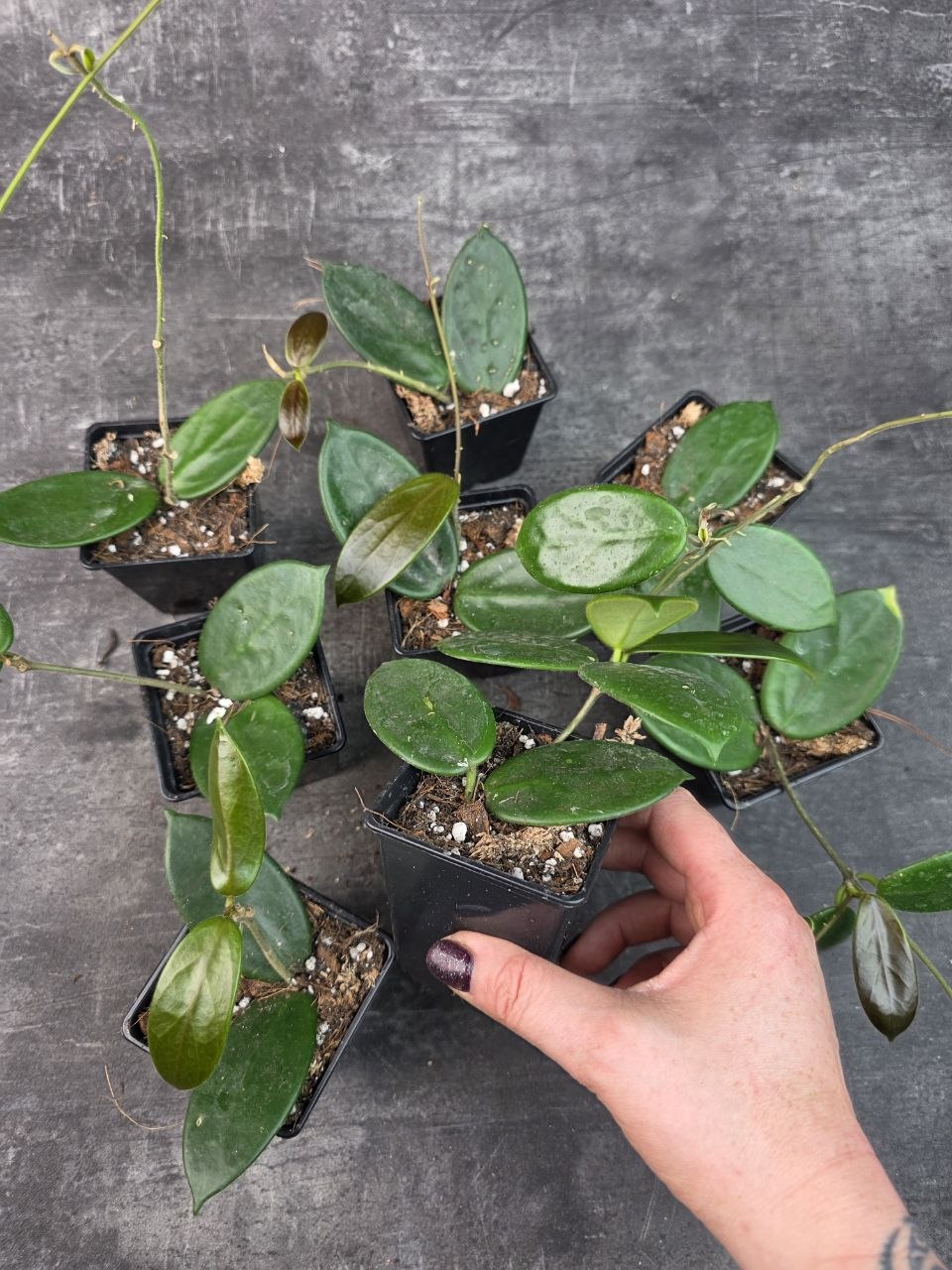 Pěstírna KYTKYshop Hoya Vangviengiensis