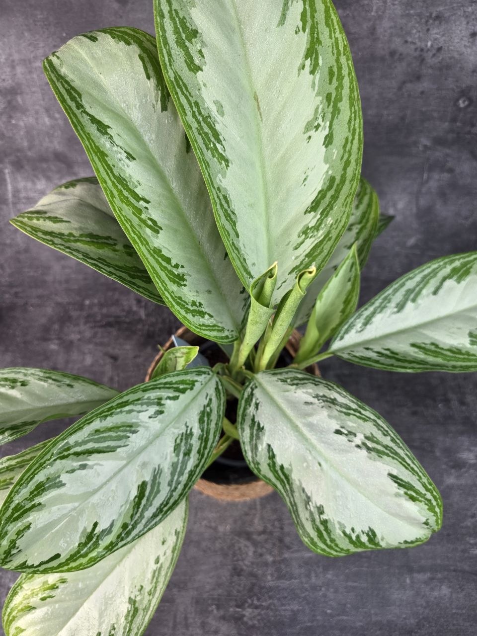 Aglaonema Silver Bay 17 cm