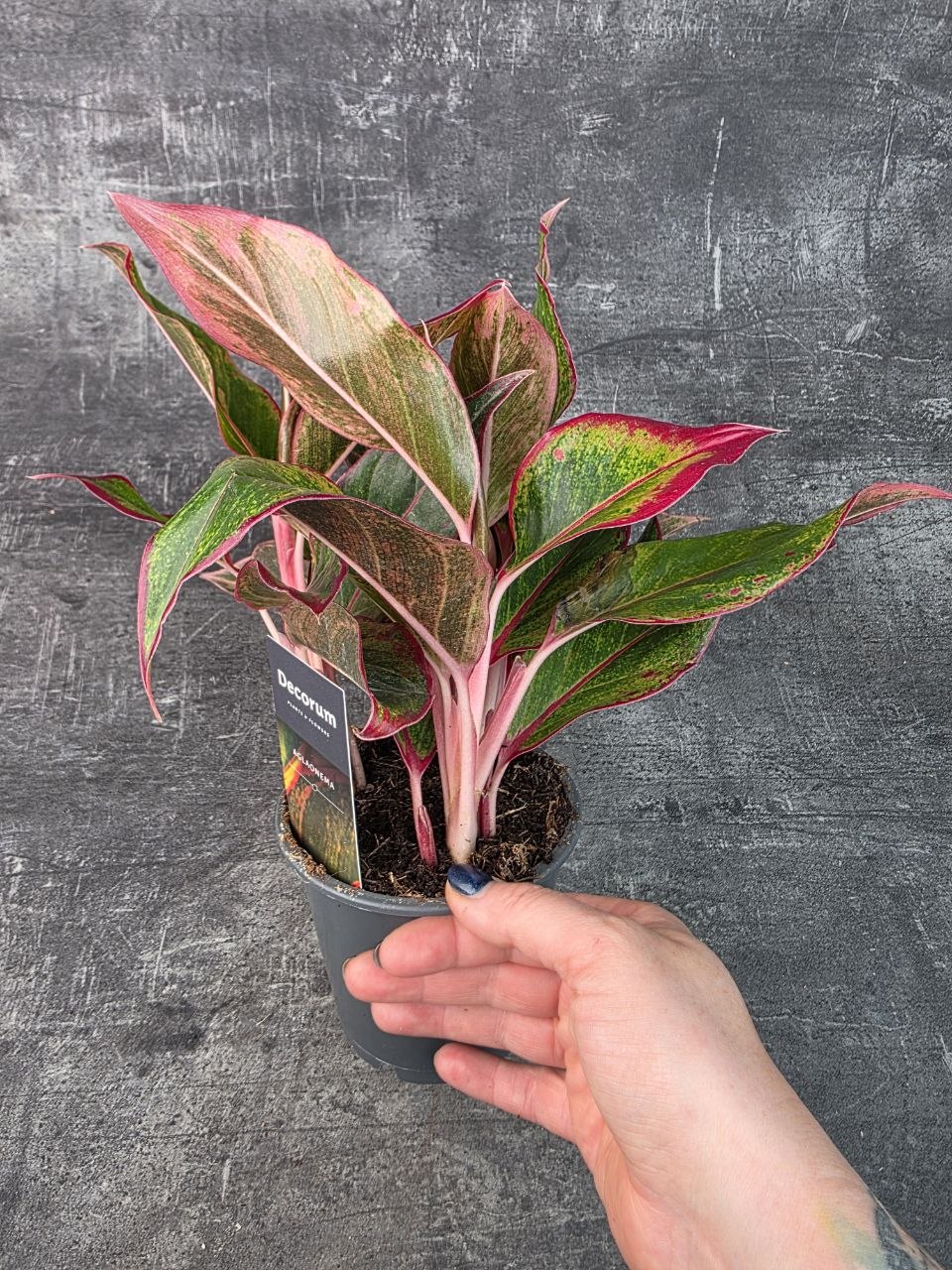 Aglaonema Crete Flame