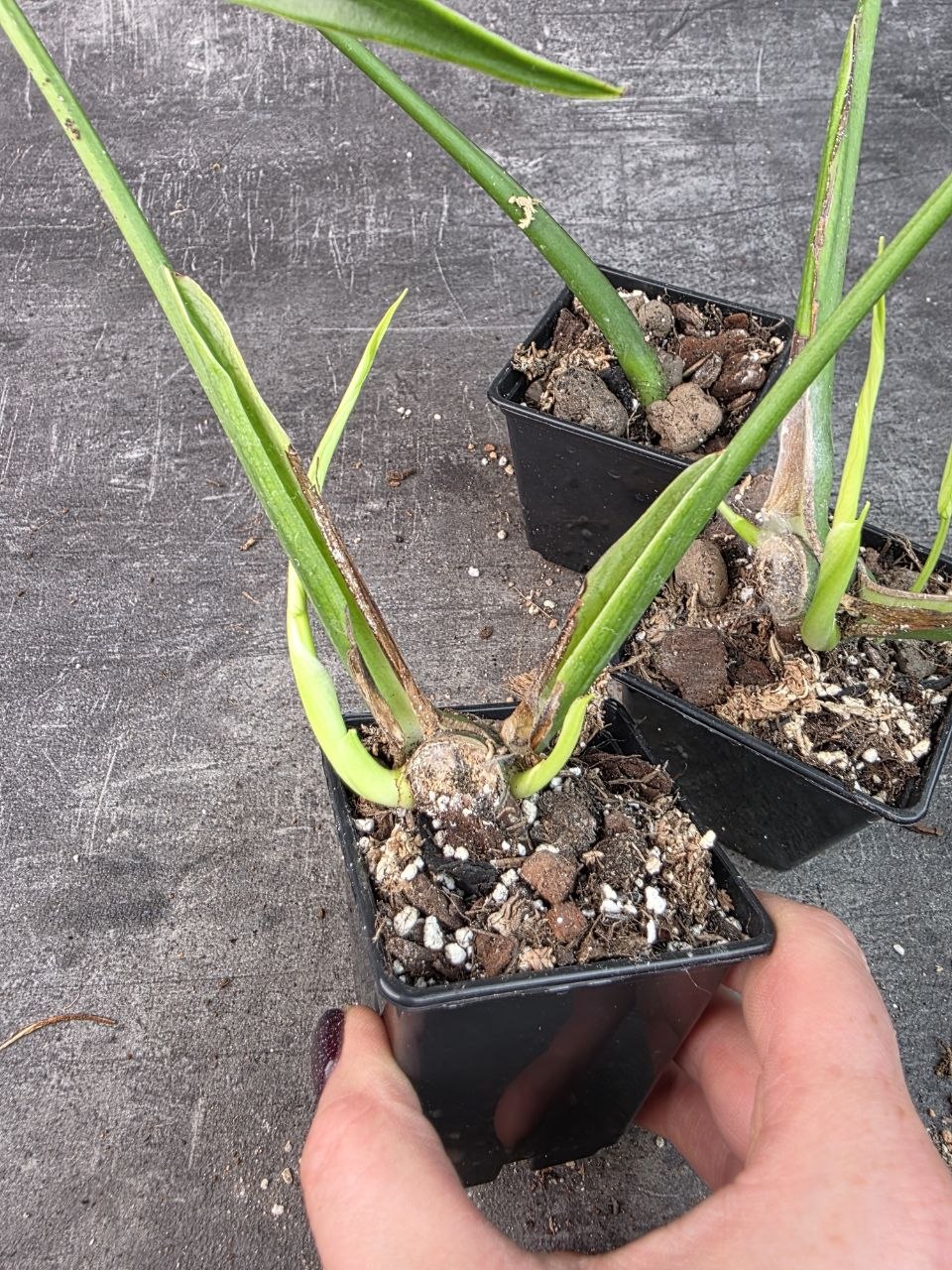 Pěstírna KYTKYshop monstera Burble Marx Flame