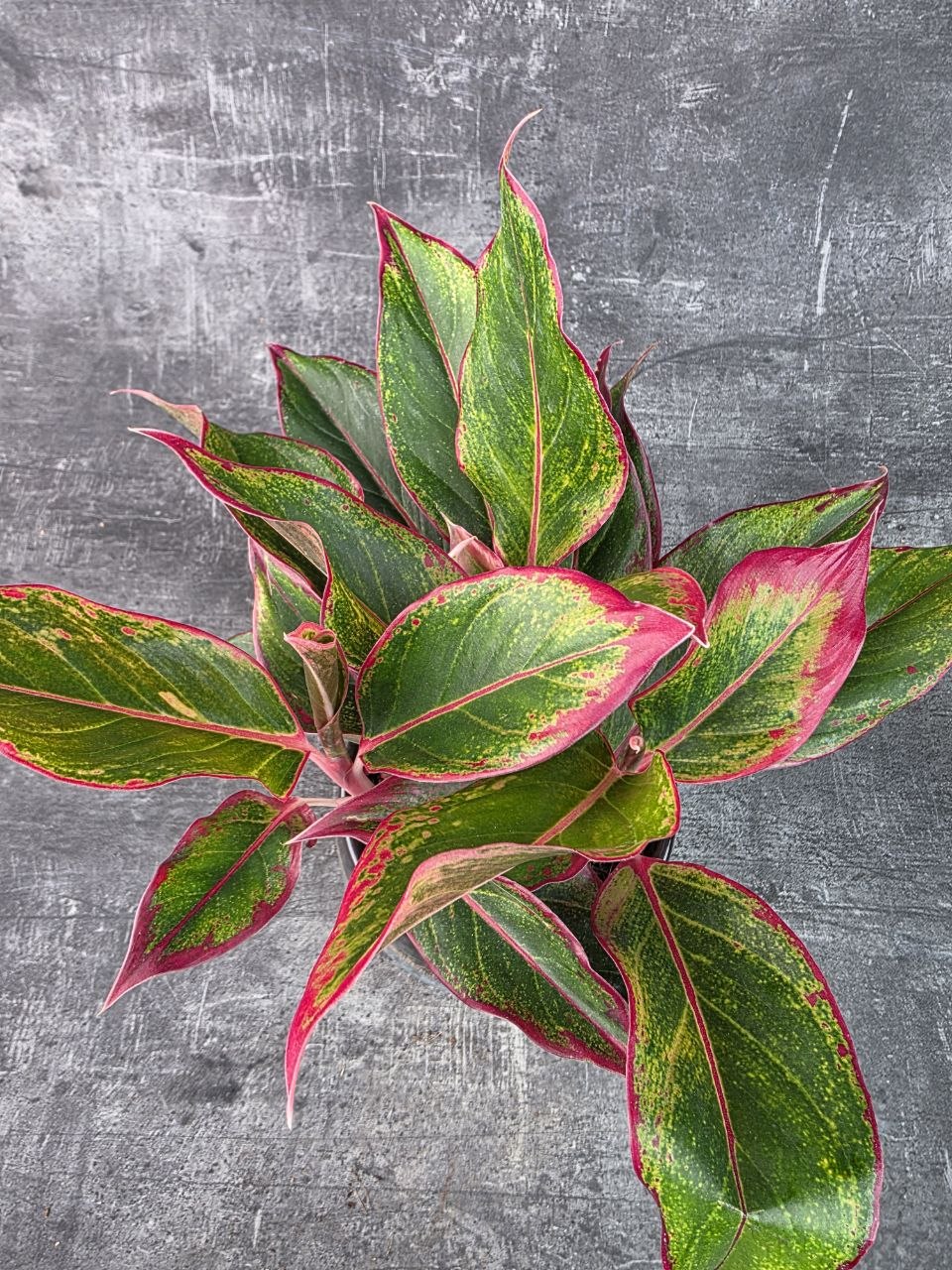 Aglaonema Crete Flame
