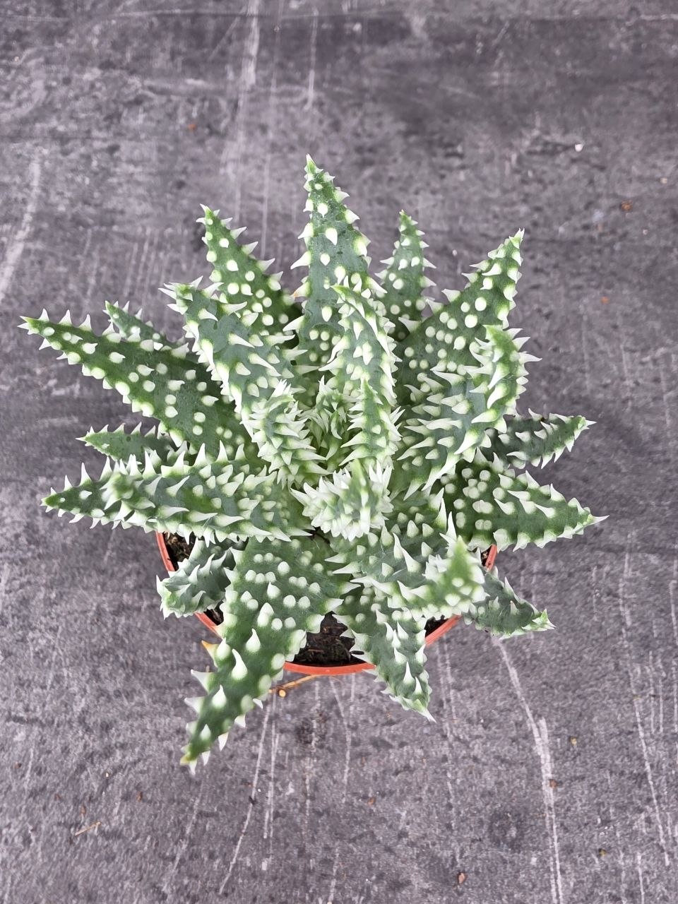 Aloe Humilis Shark mini