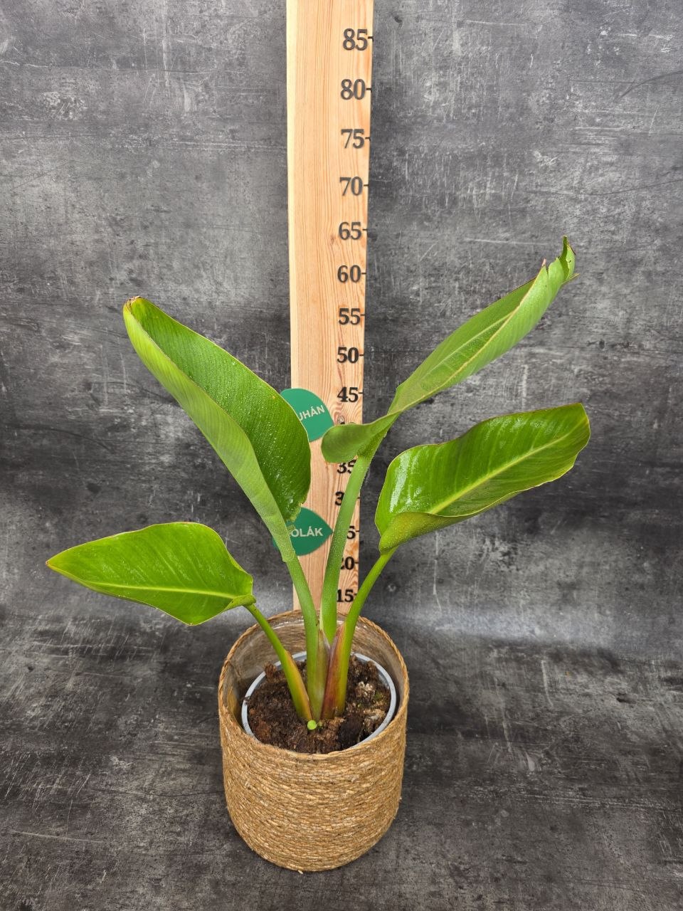 Strelitzia Nicolai 17 cm
