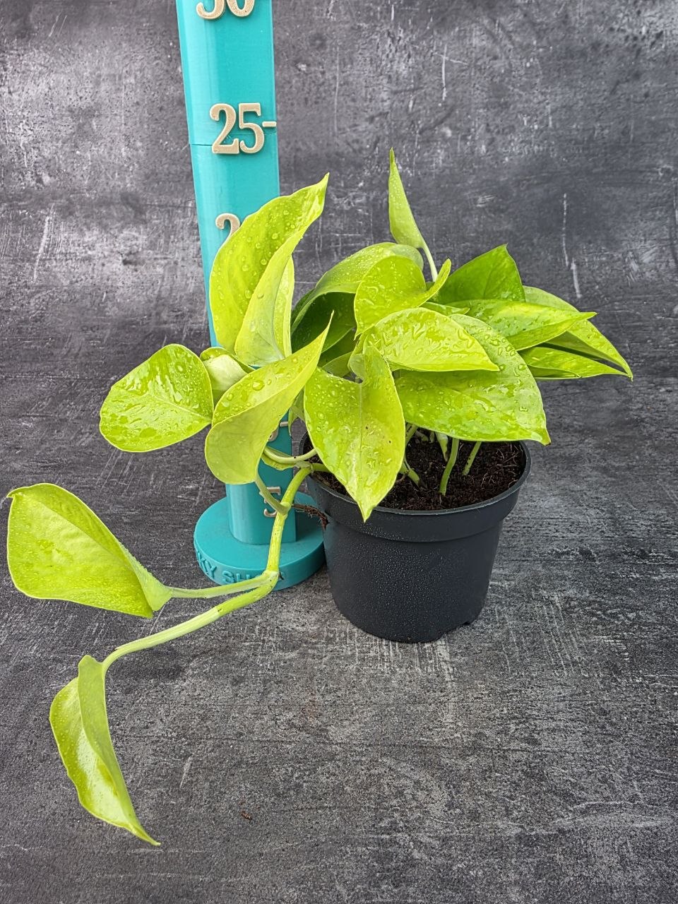 Epipremnum Pinnatum Golden Pothos 12 cm