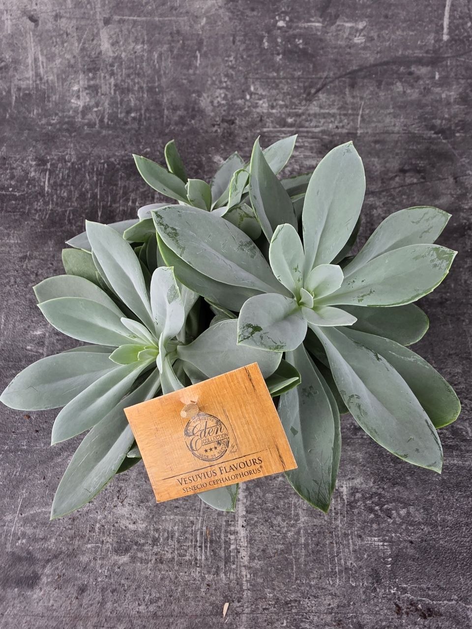 Senecio Mountain