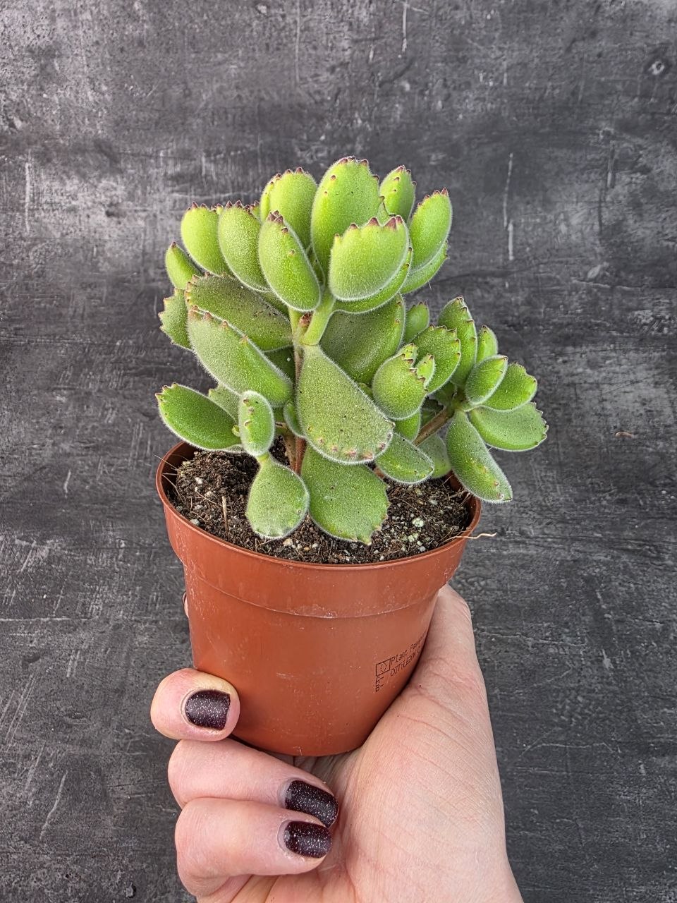 Cotyledon ladysmithiensis 10,5 cm