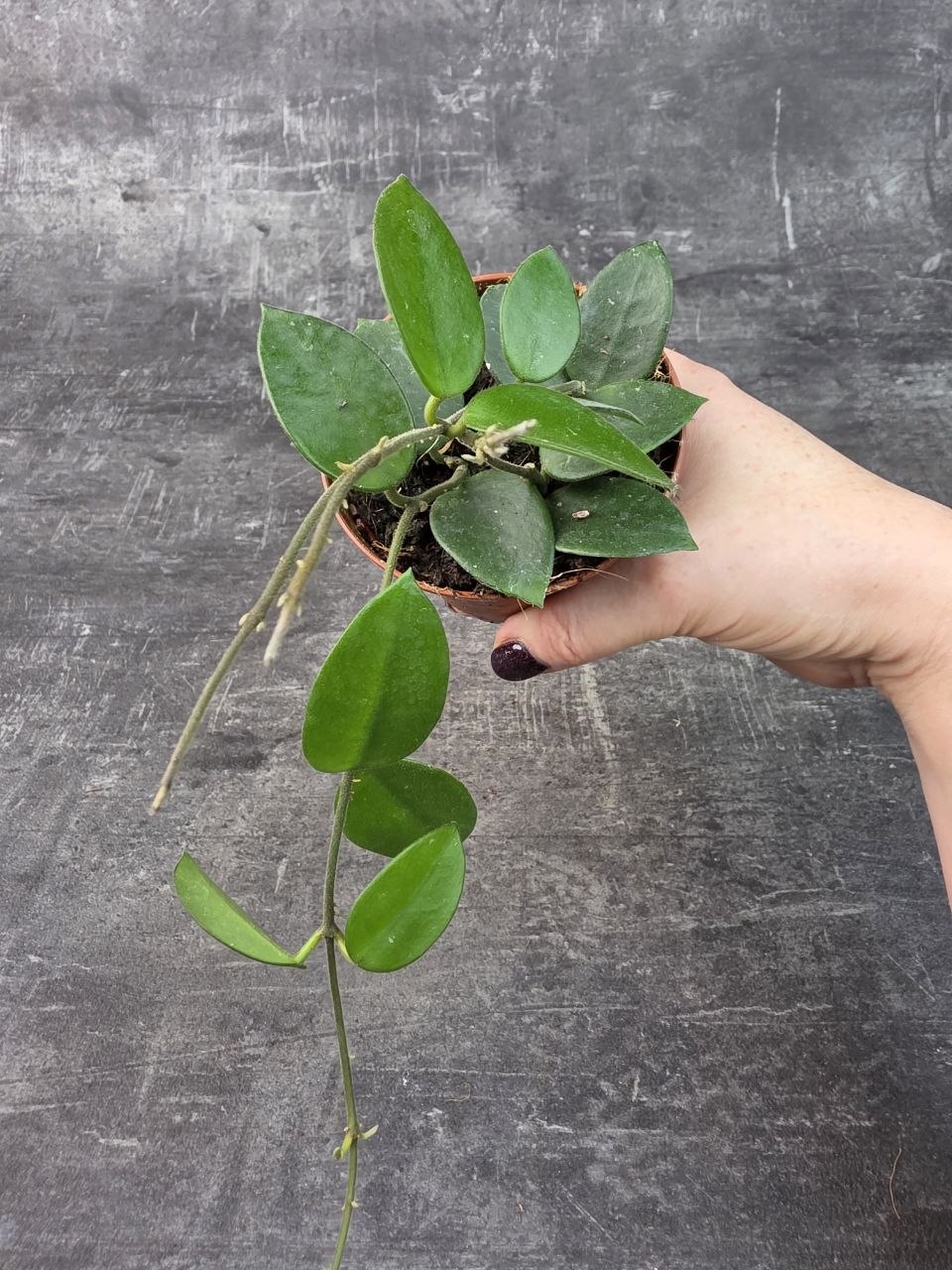 Hoya Chouke 9 cm