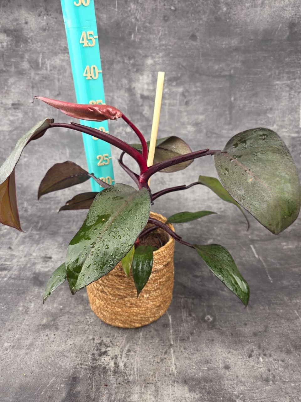 Philodendron New Red