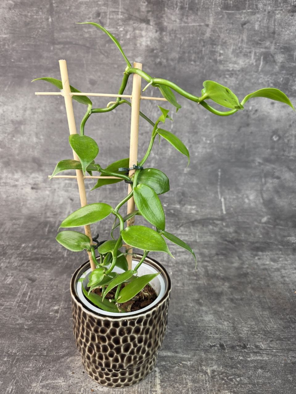Vanilla Planifolia na žebříku 12 cm