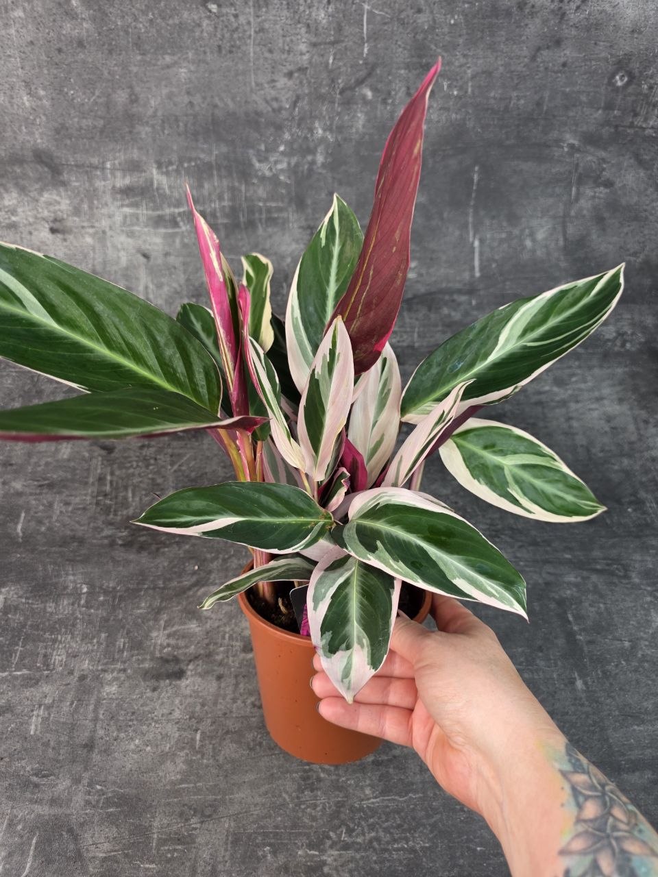 Calathea Triostar 14 cm