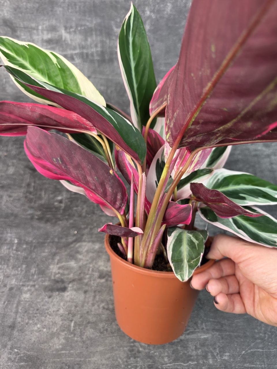 Calathea Triostar 14 cm