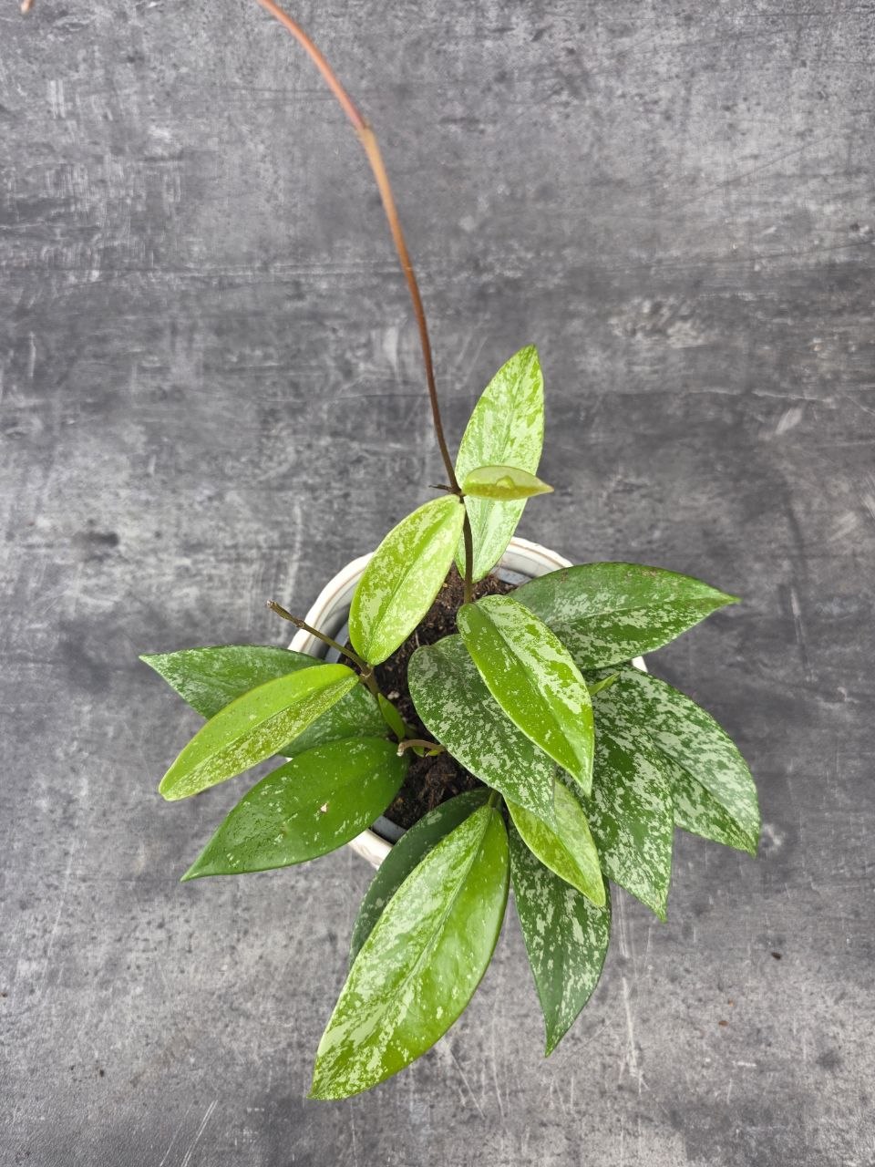 Hoya Silverspots 12 cm