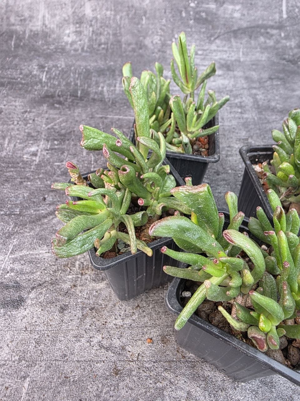Pěstírna KYTKYshop Crassula Hobit